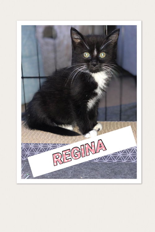 Regina (Adopted!)