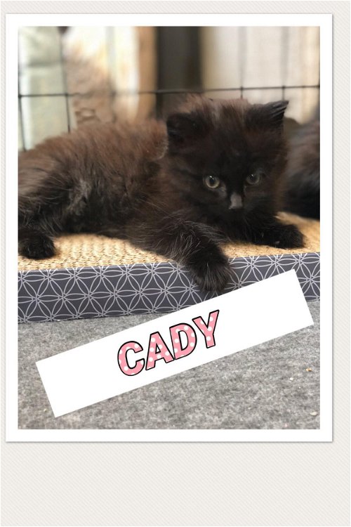 Cady (Adopted!)