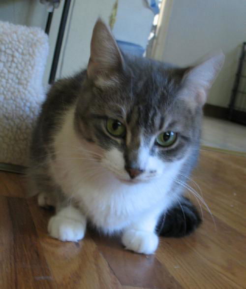 Elsie