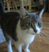 Elsie