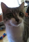 Elsie