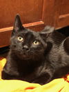 Zorro
