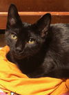 Zorro