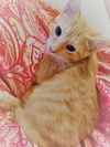 Elliot (orange/ginger cat)