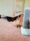 Elliot (orange/ginger cat)