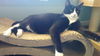 Beau (Adopted!)