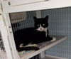Beau (Adopted!)