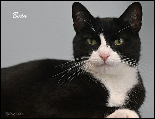 Beau (Adopted!)