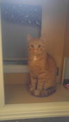 Thor and Loki (Adopted)