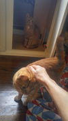 Thor and Loki (Adopted)