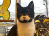 Mustachio