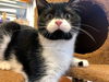 Mustachio