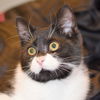 Mustachio
