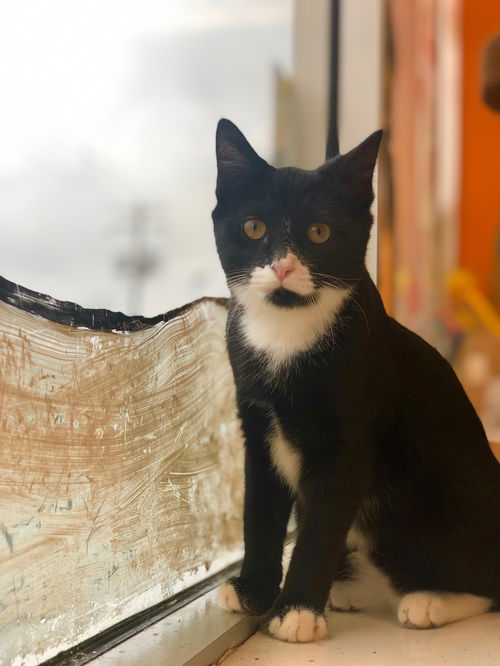 Jaynie (Adopted!)