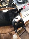 Jaynie (Adopted!)