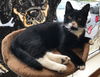 Jaynie (Adopted!)