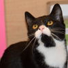 Jaynie (Adopted!)