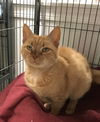 Caramel (Adopted!)