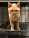 Caramel (Adopted!)
