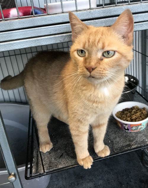 Caramel (Adopted!)