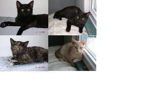 Bebe, King, Tang & Freckles