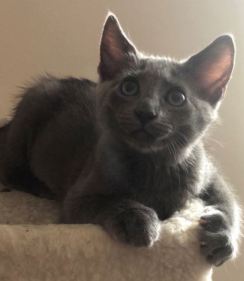 Wolowitz (Adopted)