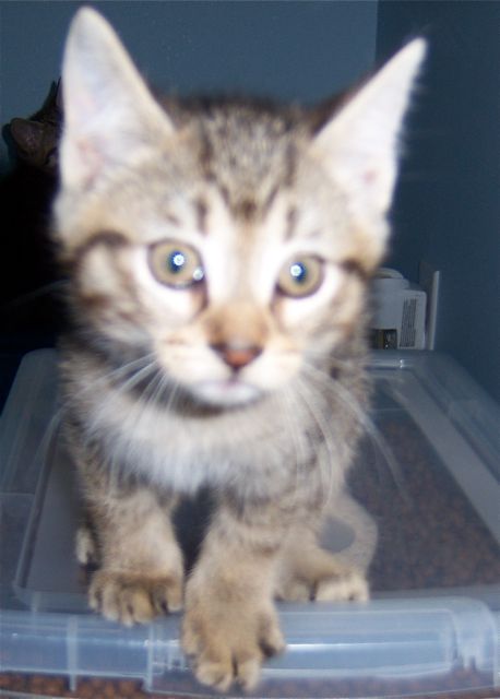 Emerald-Adopted!