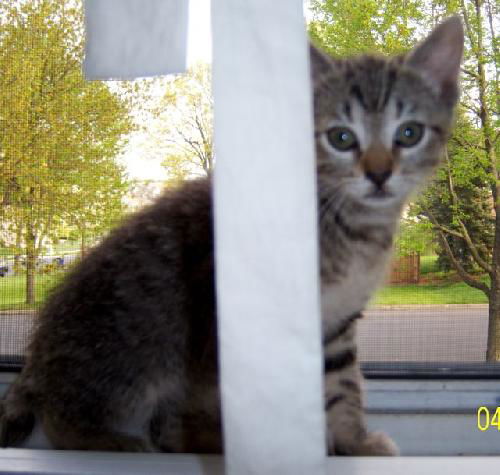 Jasper-Adopted!