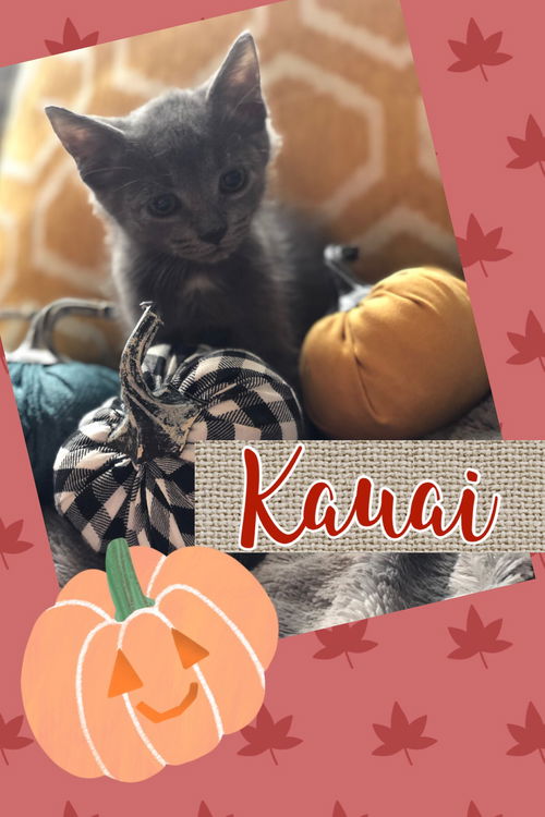 Kauai (Adopted)