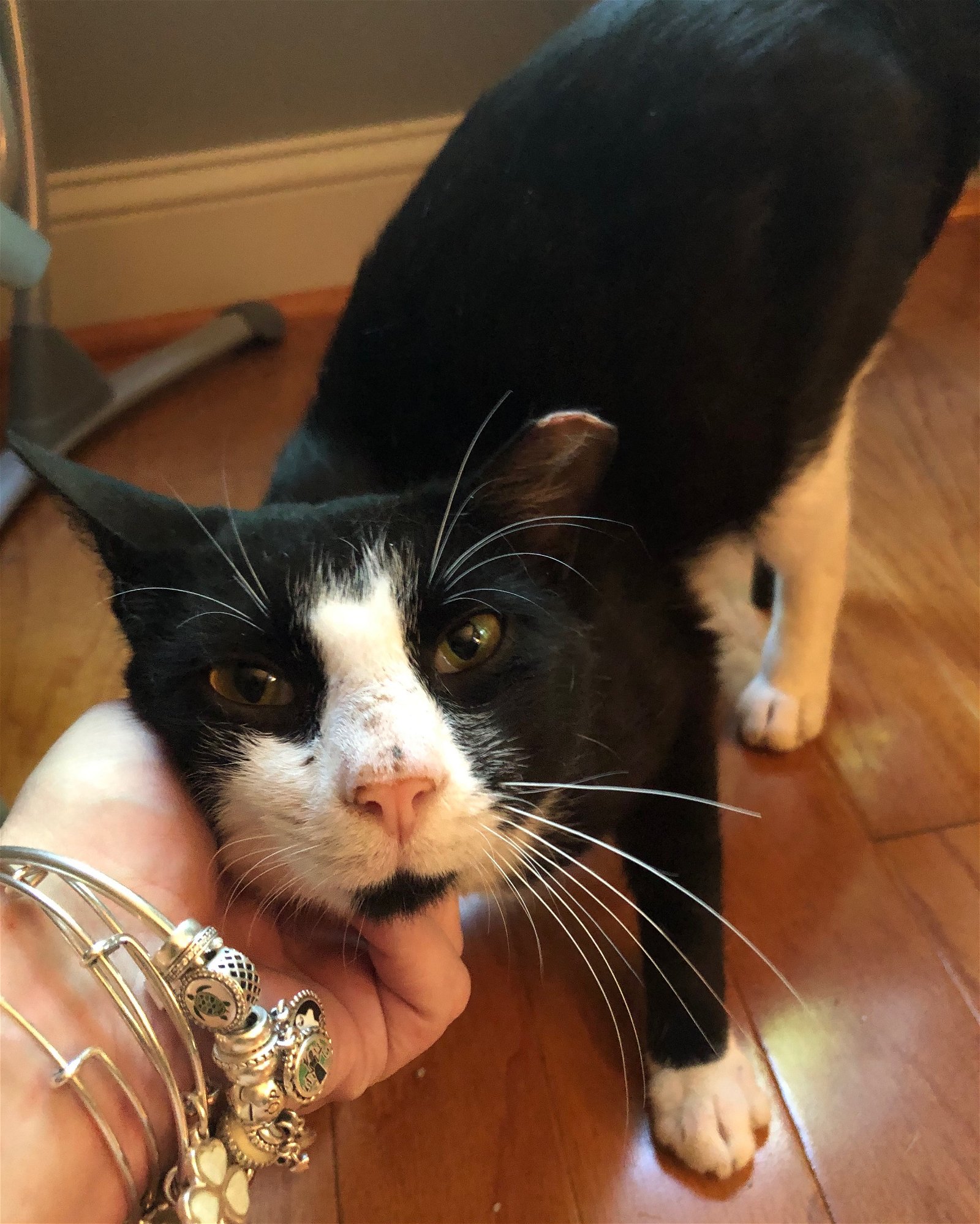 adoptable Cat in Trexlertown, PA named Tux (FIV +)