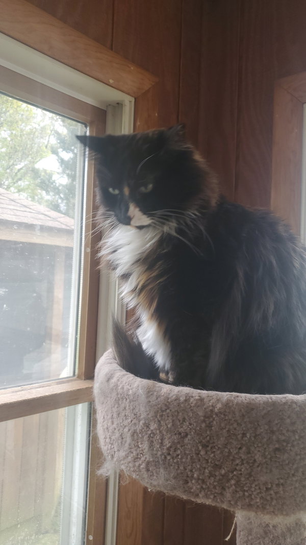 Leila - Barn Cat