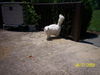 FOUND - Schnecksville