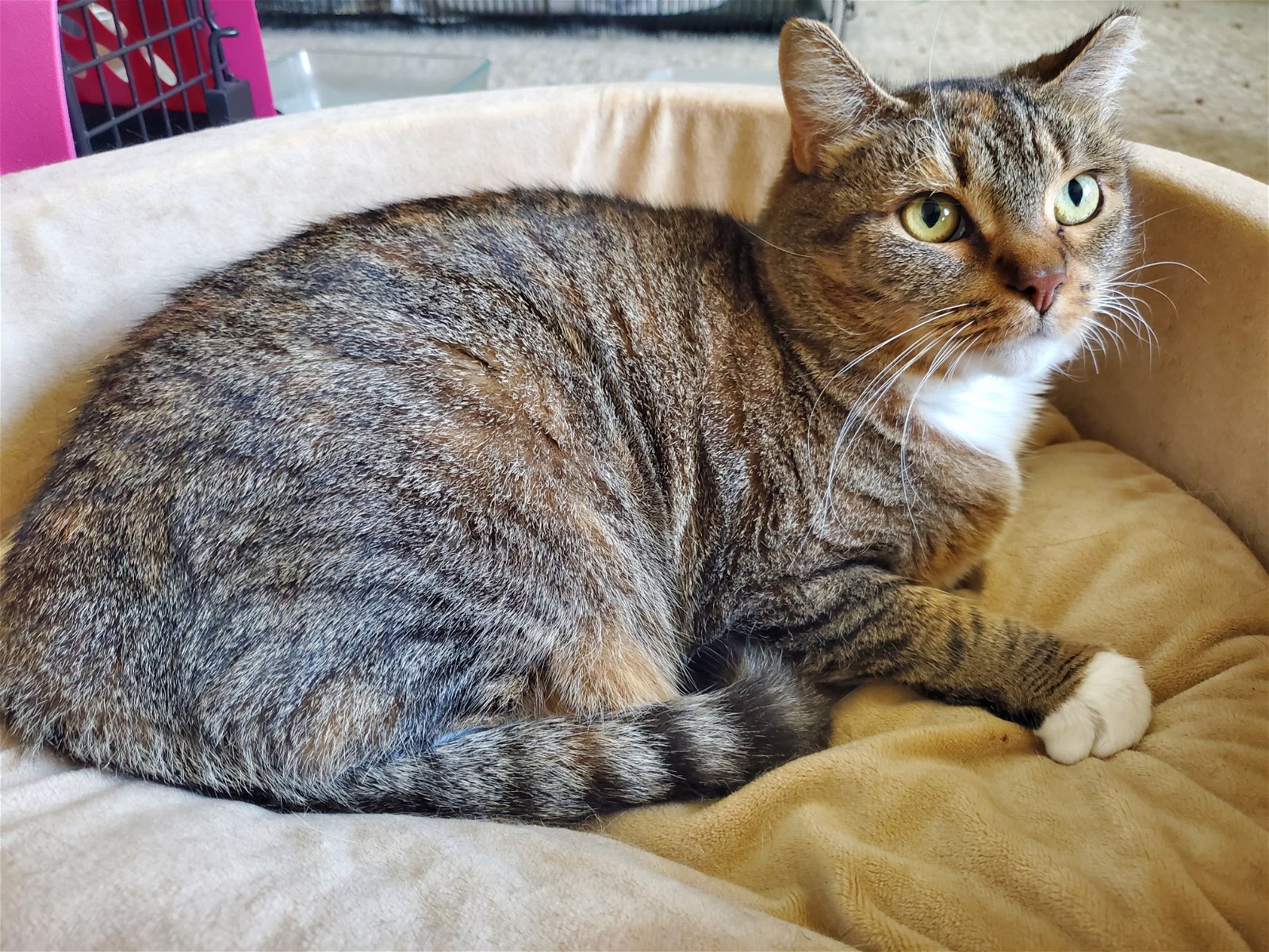 adoptable Cat in Trexlertown, PA named Sammie