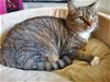 adoptable Cat in trexlertown, PA named Sammie
