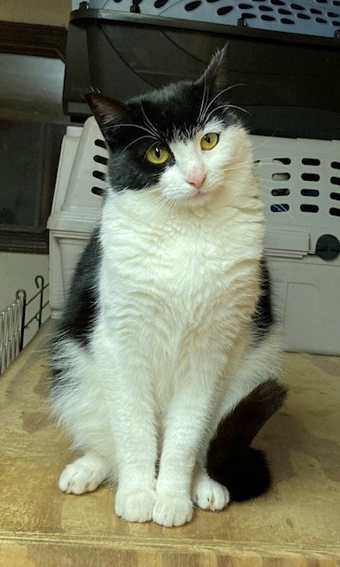adoptable Cat in Trexlertown, PA named Isabel