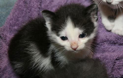 Foster