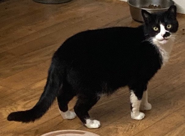 adoptable Cat in Trexlertown, PA named Smudge - Barn Cat