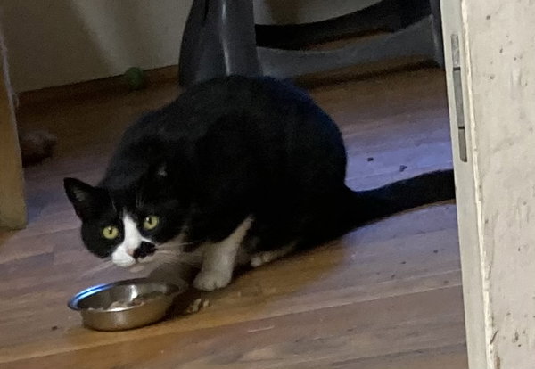Smudge - Barn Cat