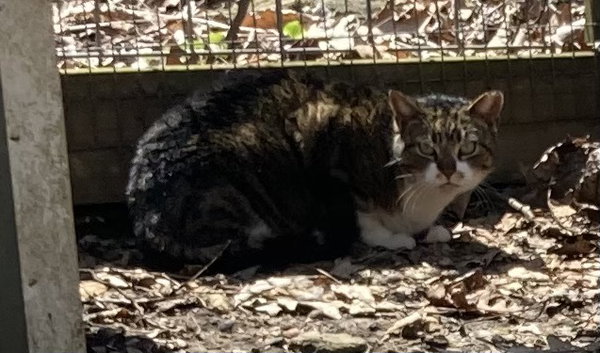 Maggie - Barn Cat