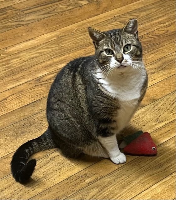 adoptable Cat in Trexlertown, PA named Maggie - Barn Cat