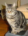 Josie