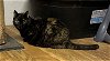 adoptable Cat in trexlertown, PA named Lilly - Barn Cat