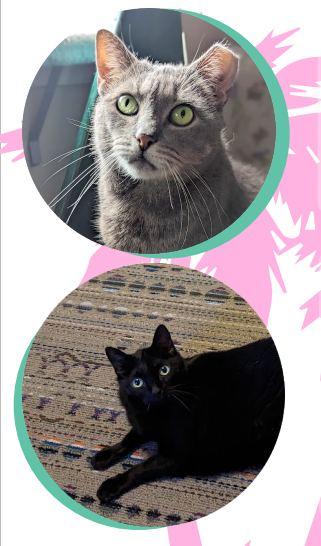 adoptable Cat in Trexlertown, PA named Greta & Noelle*