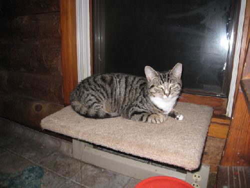 Oyster-Adopted!