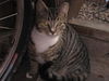 Oyster-Adopted!