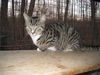 Oyster-Adopted!