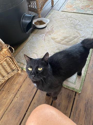 adoptable Cat in Trexlertown, PA named Honey Boy*