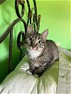 adoptable Cat in , PA named Eleanor
