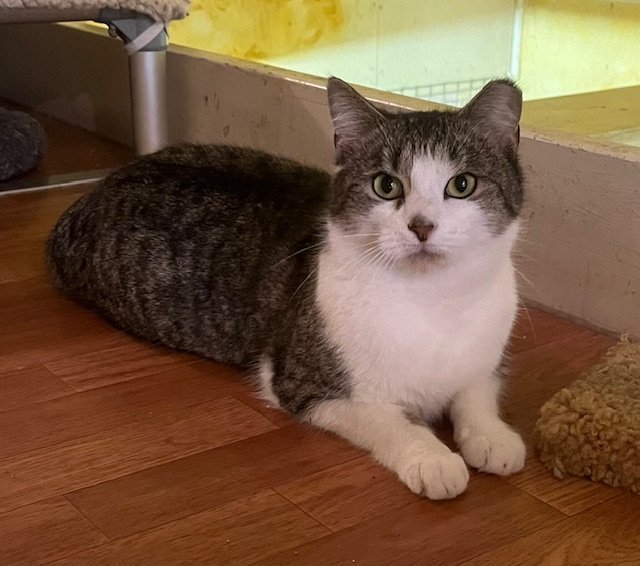 adoptable Cat in Trexlertown, PA named Tiki