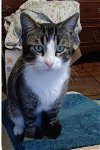 adoptable Cat in trexlertown, PA named Gumdrop